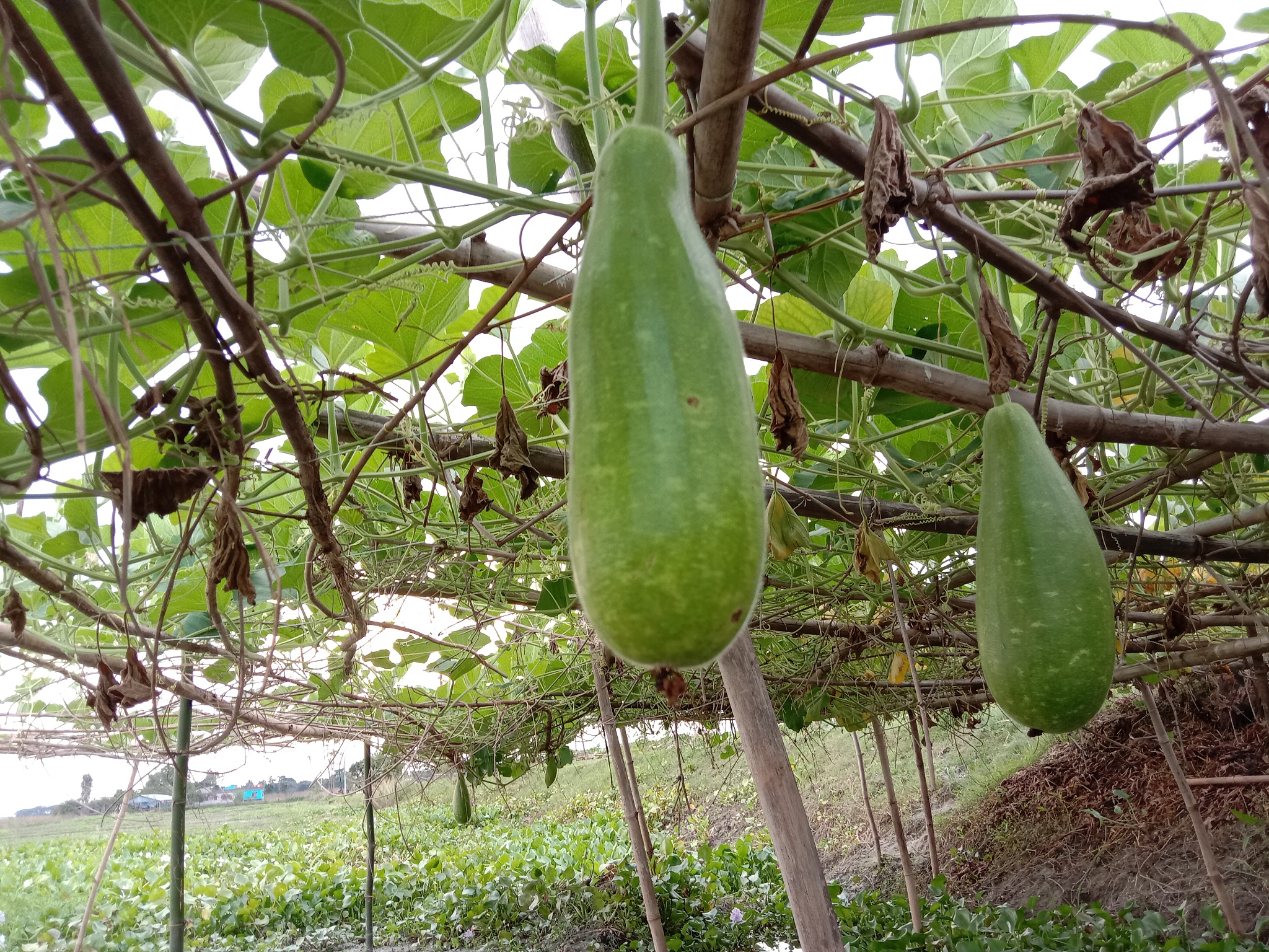 線瓜是不是絲瓜?口感、營養有什么區別?