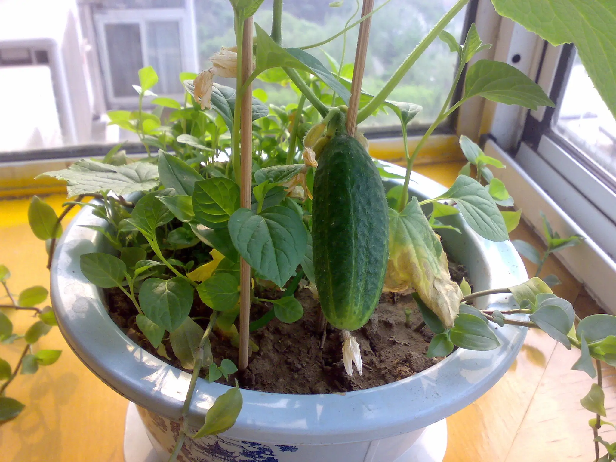 陽臺變身菜園子!陽臺種植乳黃瓜視頻教程美味觸手可及