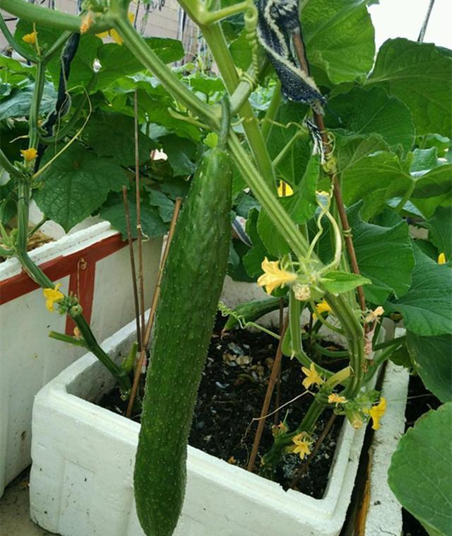 陽臺變身菜園子!陽臺種植乳黃瓜視頻教程美味觸手可及