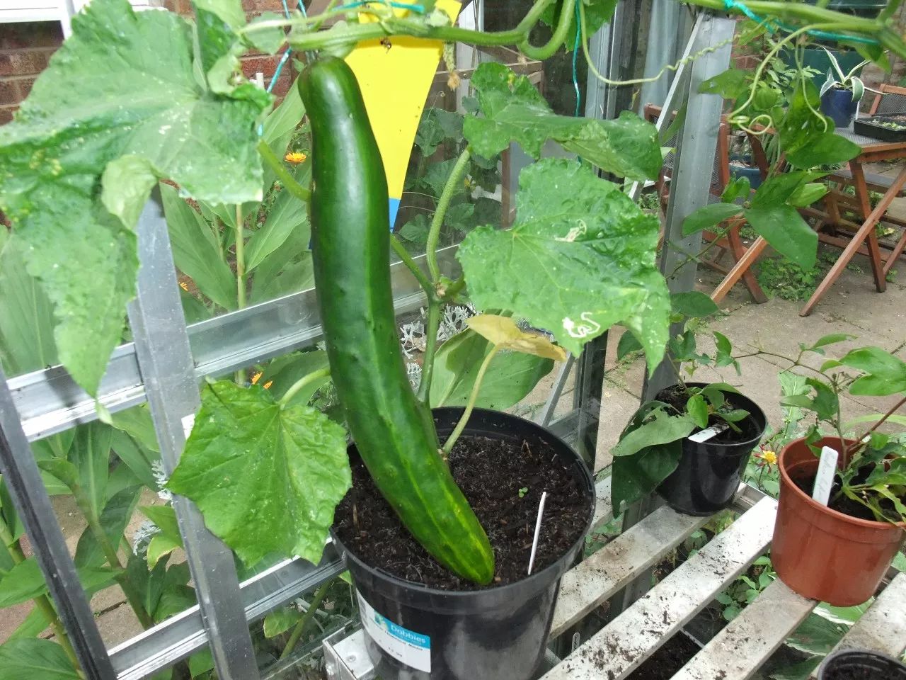 陽臺變身菜園子!陽臺種植乳黃瓜視頻教程美味觸手可及