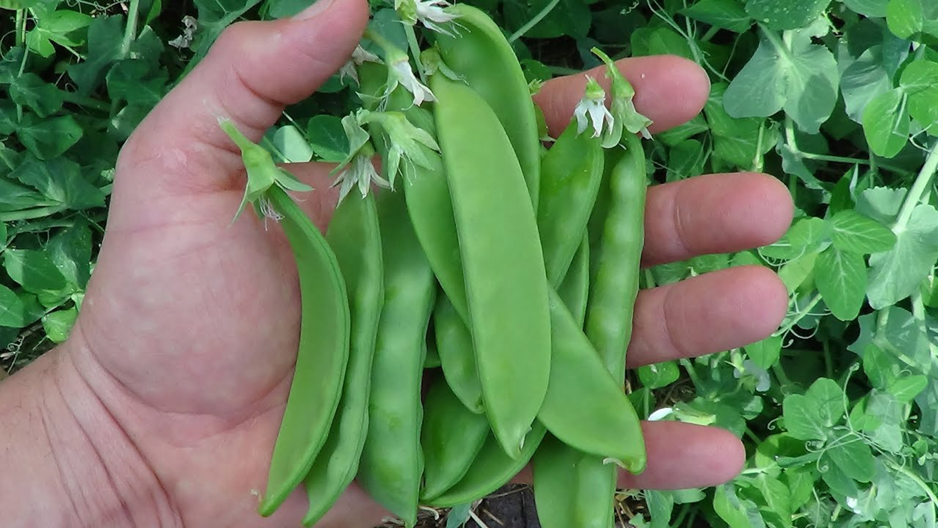 蔬菜知識:荷蘭豆是轉基因蔬菜嗎?
