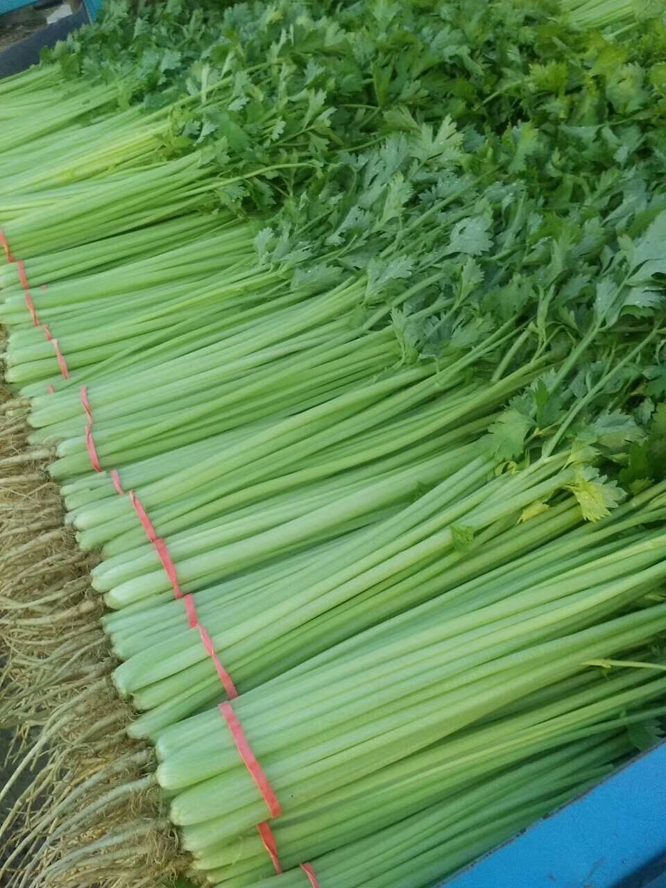 芹菜也有“身材”之分?粗芹菜和細芹菜有什么區別