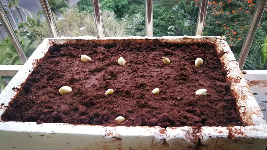 陽臺變身小菜園,室內陽臺種植蒜苗視頻方法教程