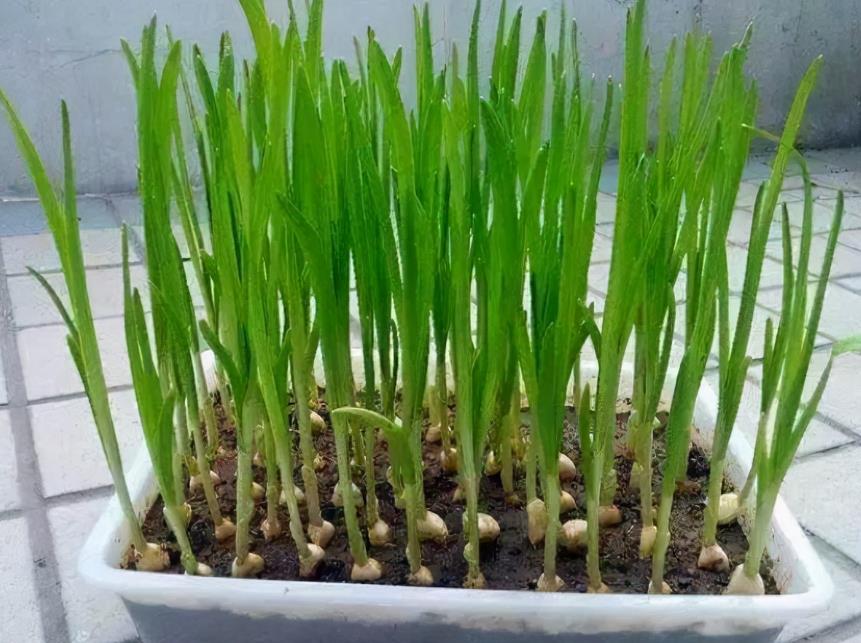 陽臺變身小菜園,室內陽臺種植蒜苗視頻方法教程