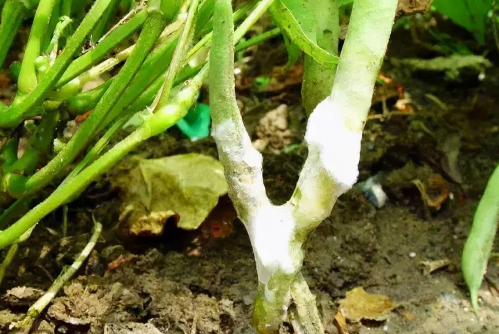 豆角種植有哪些病蟲害,達人視頻科普守護豆角健康