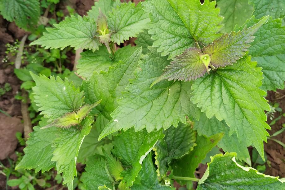 藿香一物多用,從藥用、驅蚊到美白的多種神奇用途介紹