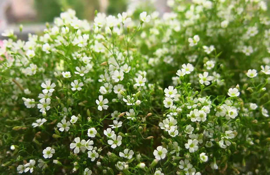 花卉知識(shí)小課堂:勿忘我和滿天星是一種花嗎?