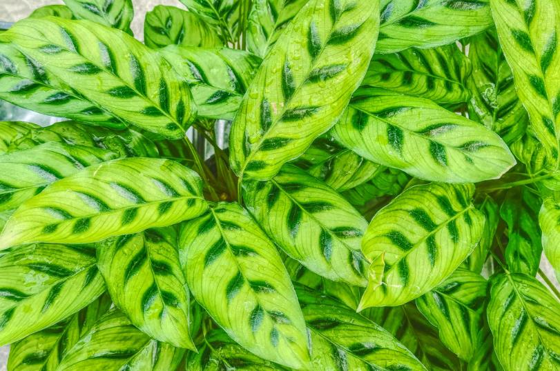 孔雀竹芋有毒嗎？水培養殖全攻略來啦！