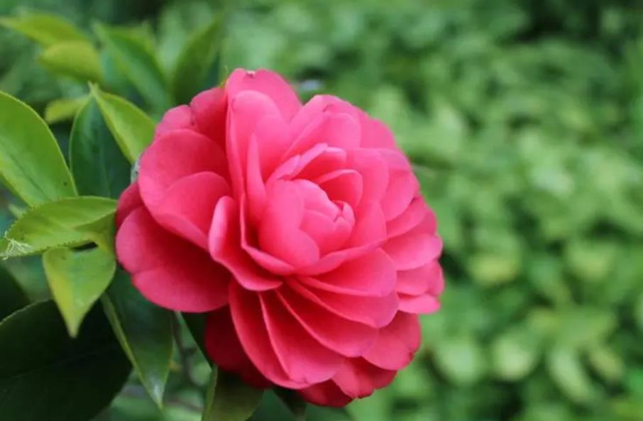 茶花綻放,花語傳情-解鎖冬日里的幸福密碼