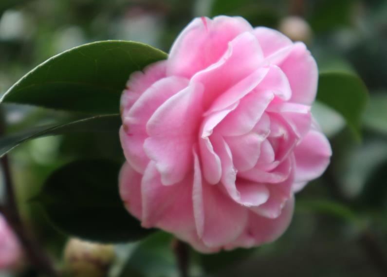茶花綻放,花語傳情-解鎖冬日里的幸福密碼