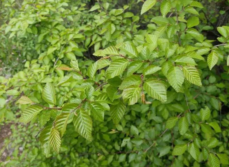 山榆是什么植物,有什么特點和價值?