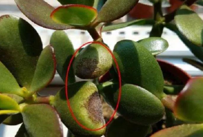 拯救燕子掌!葉子發(fā)黃變軟怎么辦?專家教你幾招