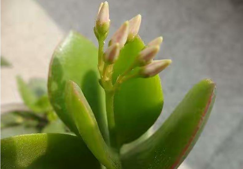 拯救燕子掌!葉子發(fā)黃變軟怎么辦?專家教你幾招