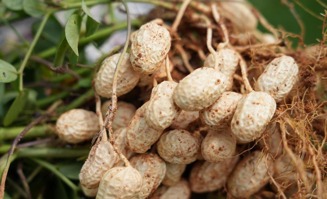 花生豐收在望,花生怎么收獲不掉果實?