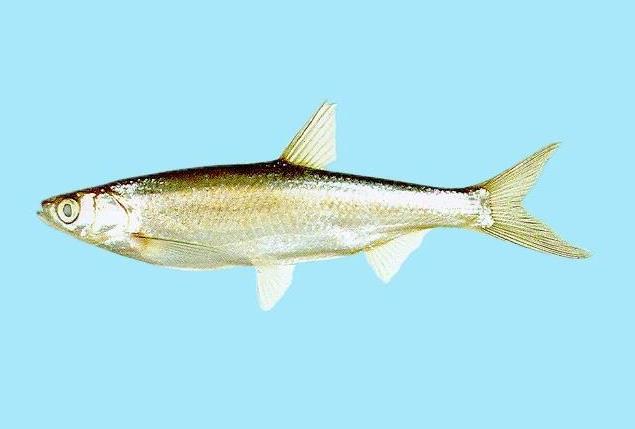 白條魚長(zhǎng)什么樣子，生活習(xí)性環(huán)境要求是什么