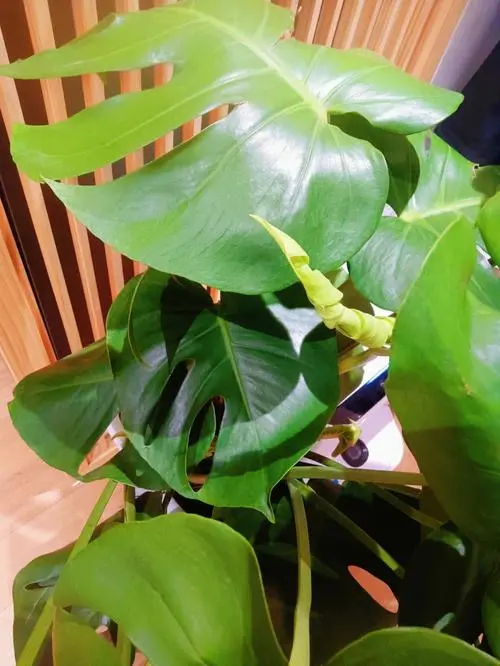 龜背竹和天堂鳥哪個好養(yǎng)?養(yǎng)護方法與優(yōu)缺點分析