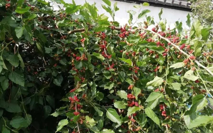 土壤到光照,了解桑果樹的種植生長條件