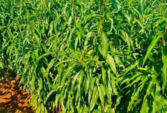 <b>油桃樹苗秋季能移栽嗎？油桃樹移栽最佳時機介紹</b>