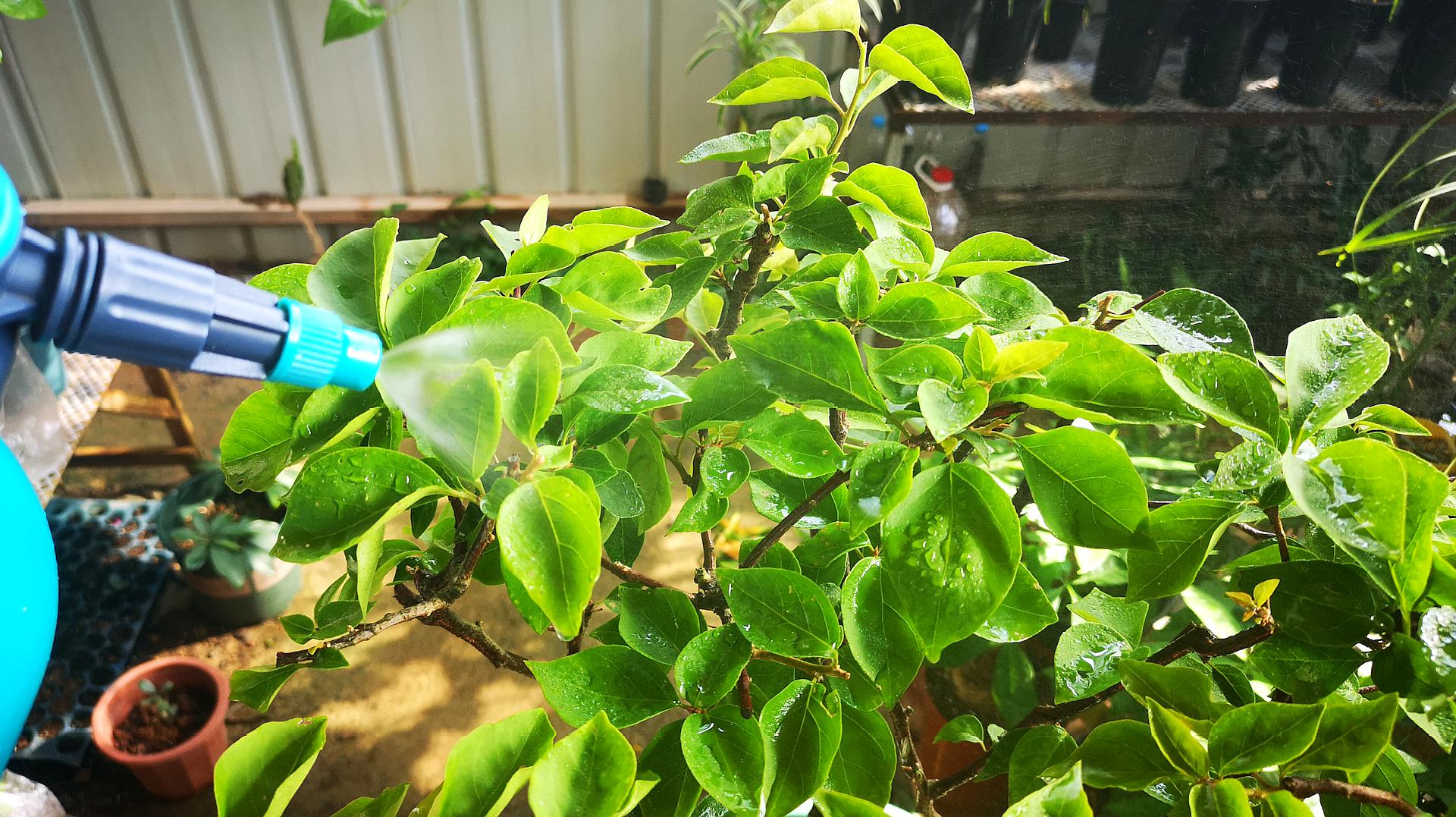 室內(nèi)小花海:三角梅生長環(huán)境與養(yǎng)護(hù)技巧公開