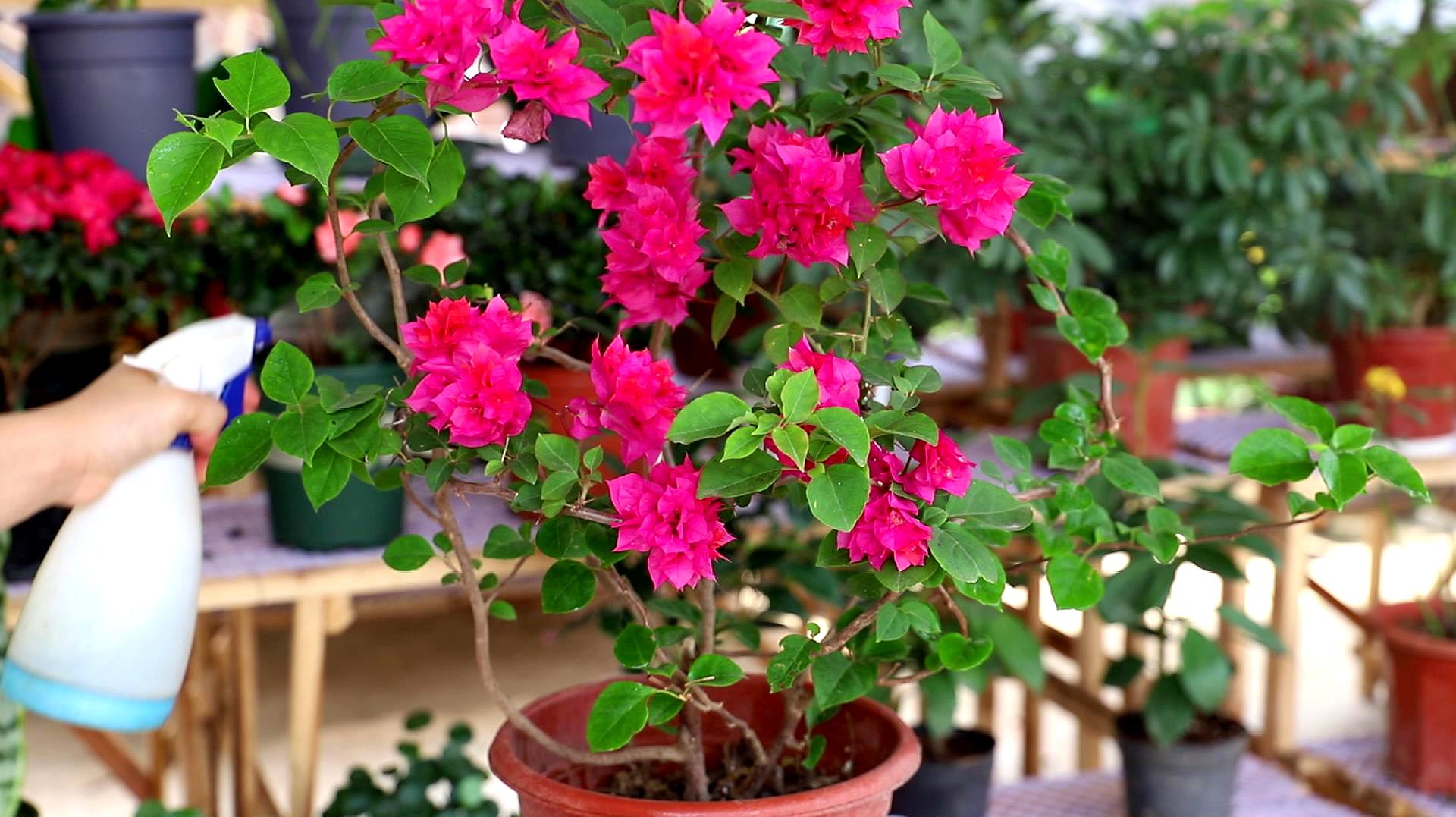 室內(nèi)小花海:三角梅生長環(huán)境與養(yǎng)護(hù)技巧公開