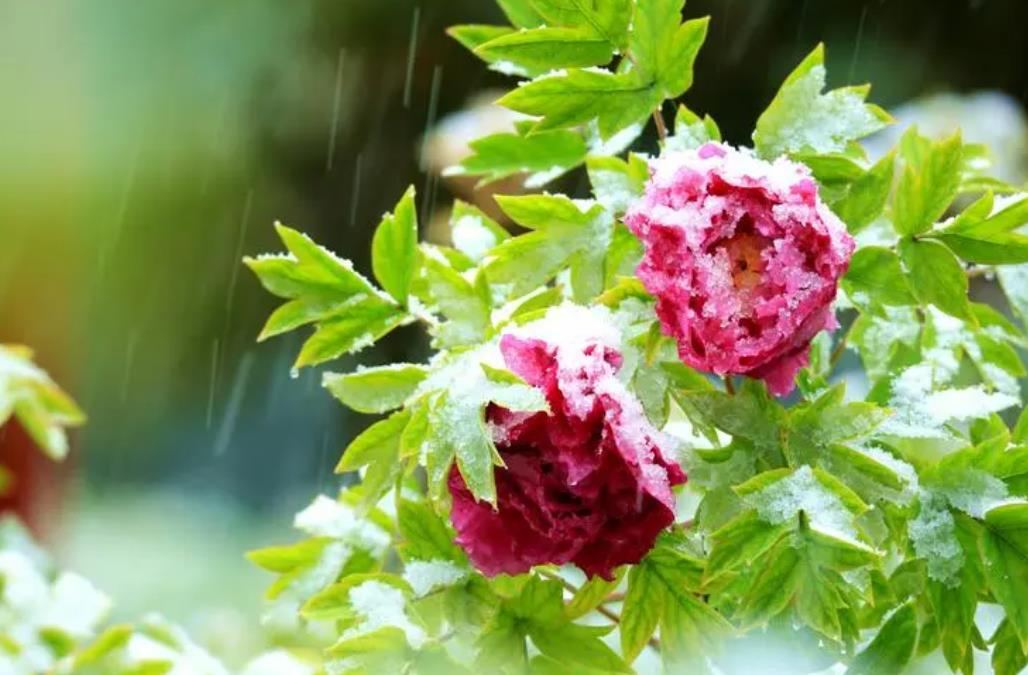 牡丹花冬季管理要點:落葉處理與防寒保護