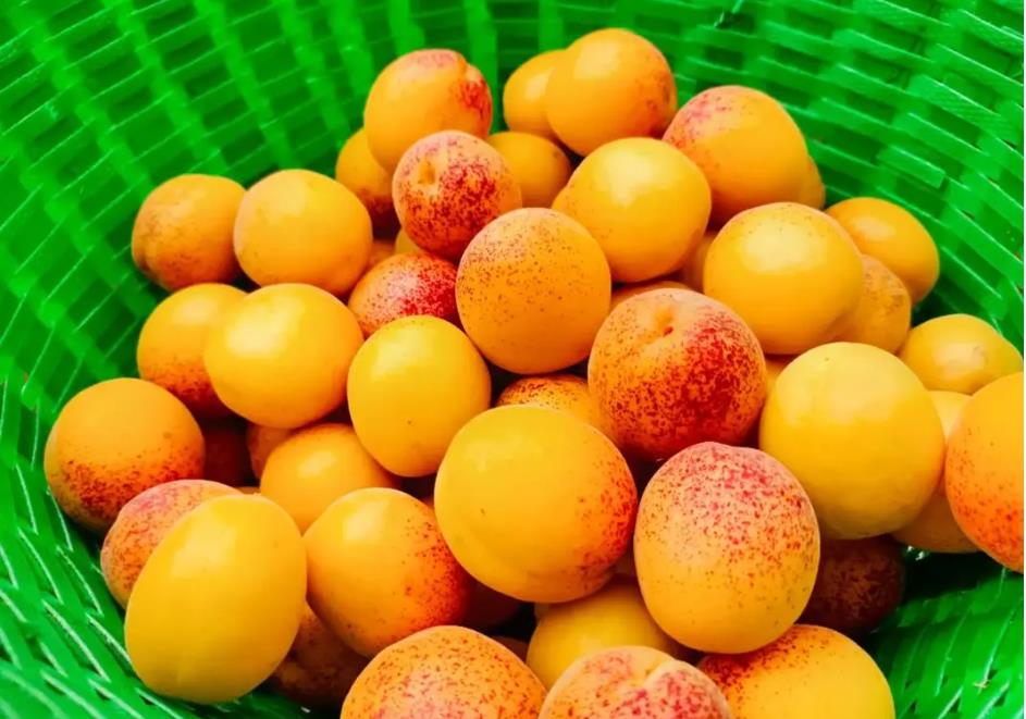 夏日必嘗的10種不可錯過的頂級杏子品種