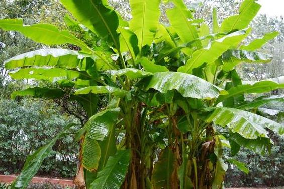 <b>芭蕉入院，福澤滿園-芭蕉樹能種在院子里嗎？風水好嗎？</b>