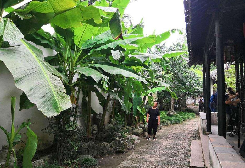 芭蕉入院,福澤滿園-芭蕉樹(shù)能種在院子里嗎?風(fēng)水好嗎?