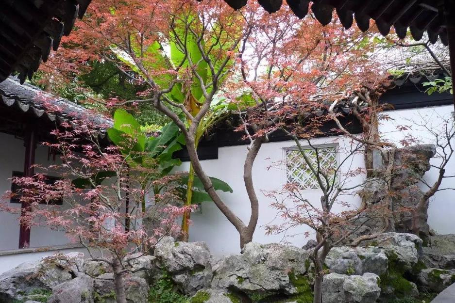芭蕉入院,福澤滿園-芭蕉樹(shù)能種在院子里嗎?風(fēng)水好嗎?