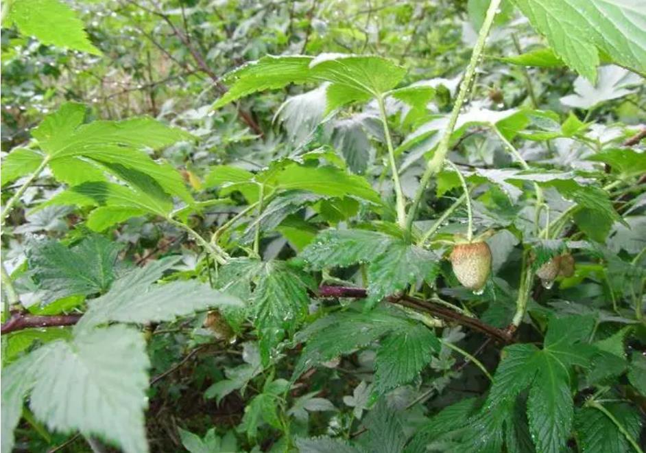 覆盆子是什么?帶你了解這種神奇的果實植物