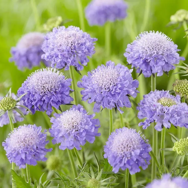 藍盆花長什么樣,養護技巧助您打造藍色花海