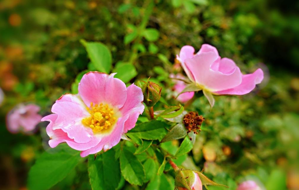 薔薇花有刺嗎,適合哪些地方養殖