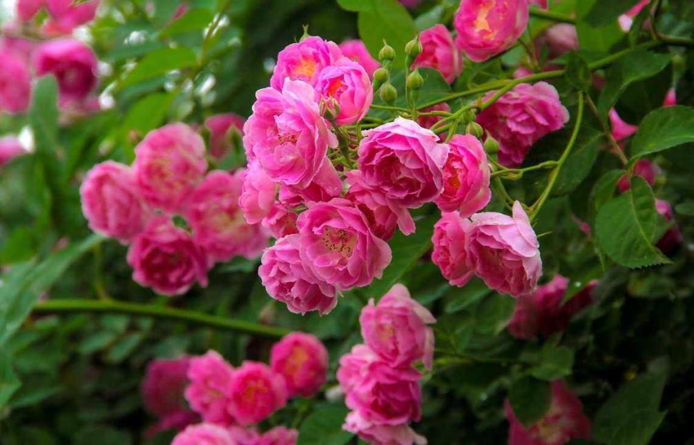 薔薇花有刺嗎,適合哪些地方養殖