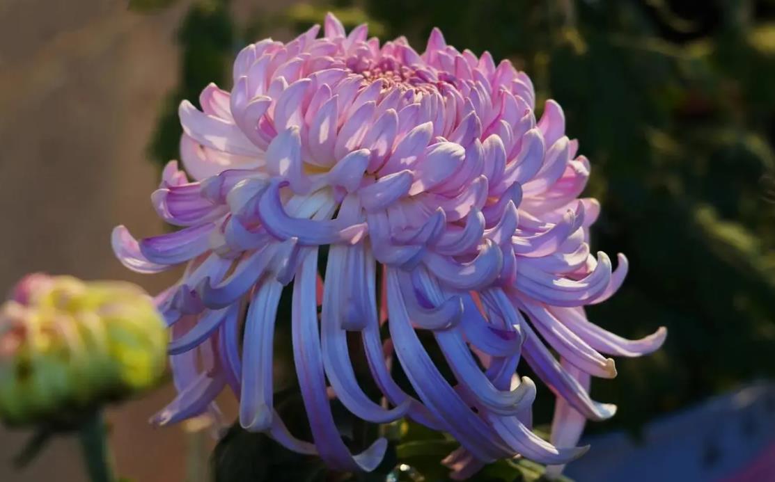 菊花為什么有各種顏色不同的花朵