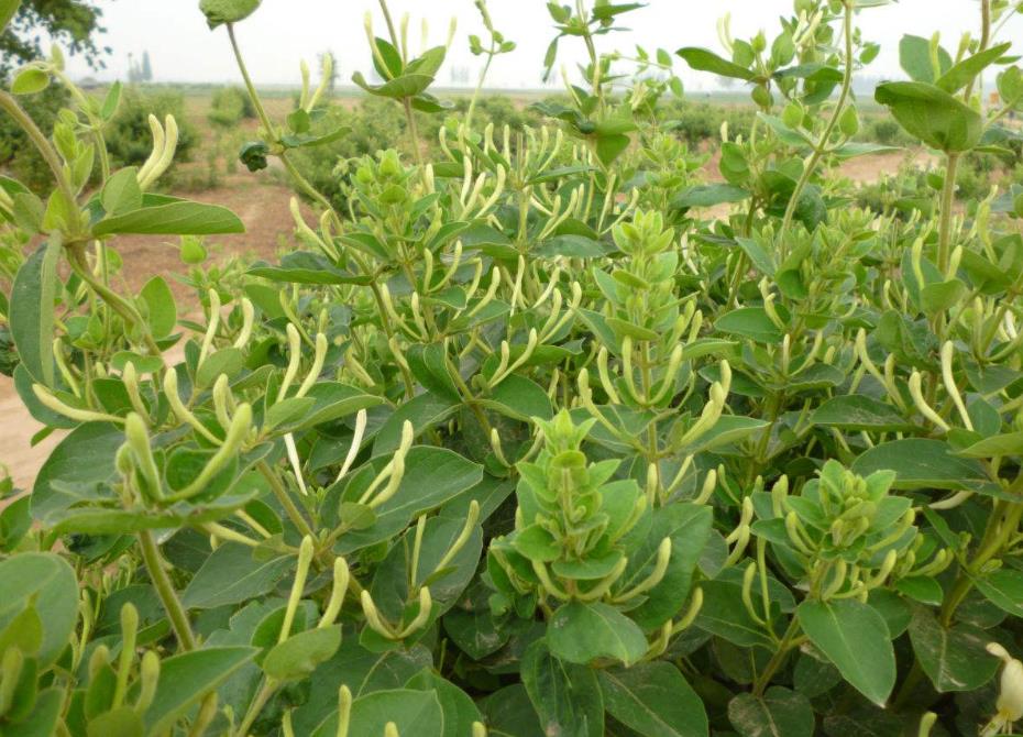金銀花是木本還是草本植物,它能長多大多高