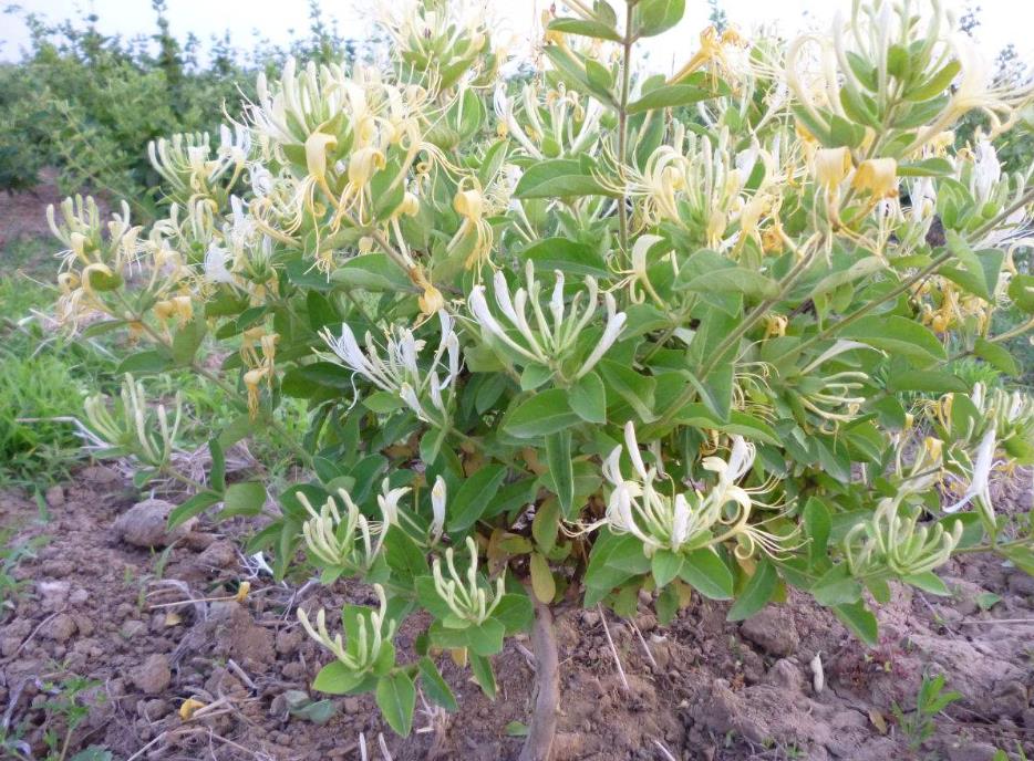 金銀花是木本還是草本植物,它能長多大多高