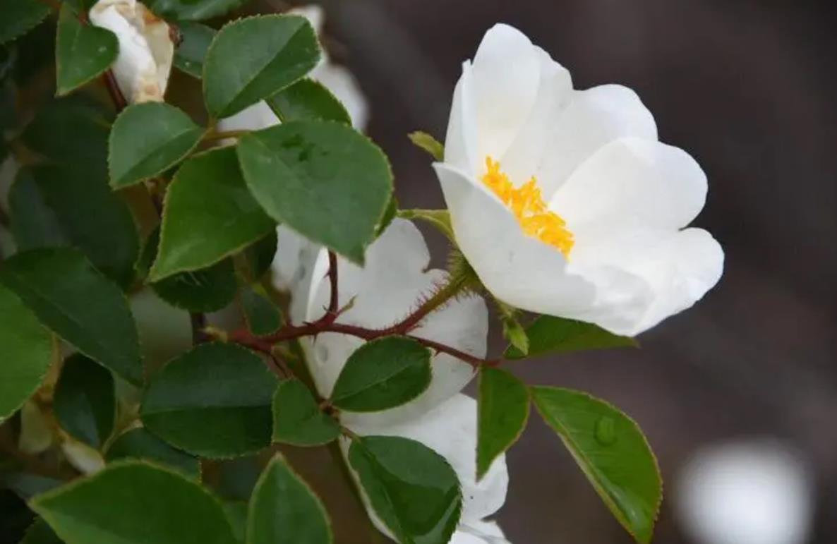 金櫻子開花有香味嗎,它吸引蜜蜂嗎
