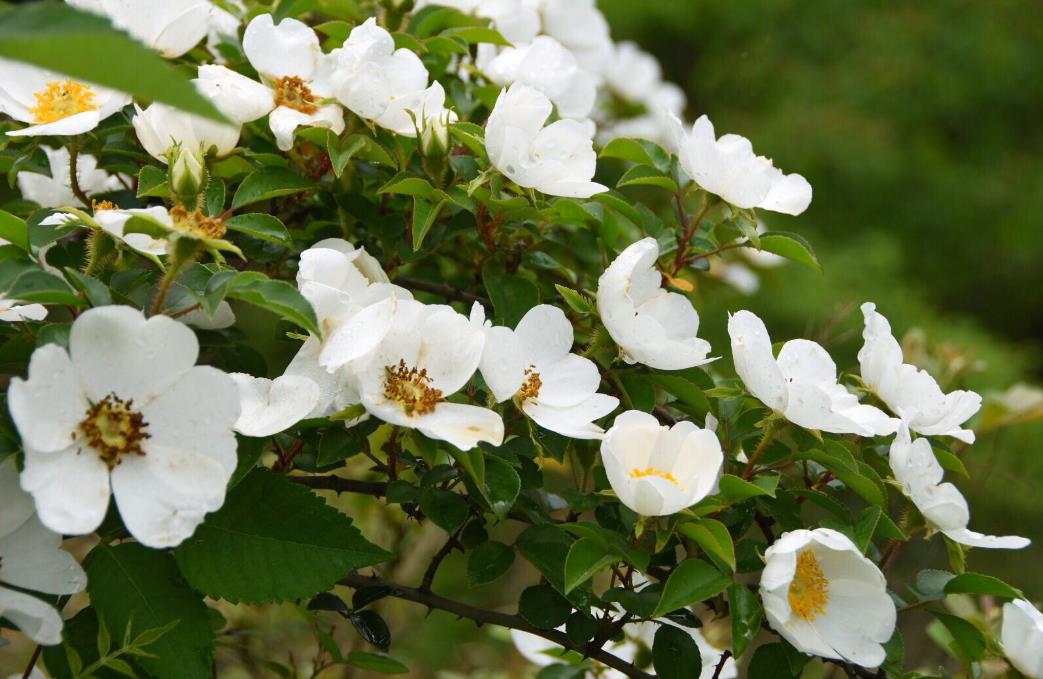 金櫻子開花有香味嗎,它吸引蜜蜂嗎