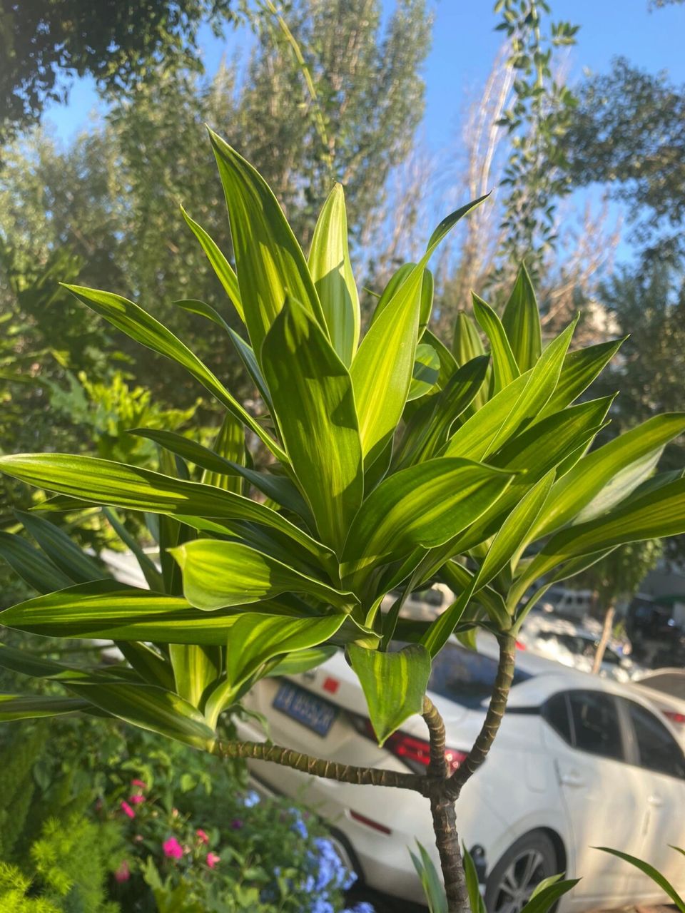 百合竹的花語和象征意義,和諧吉祥的綠色使者