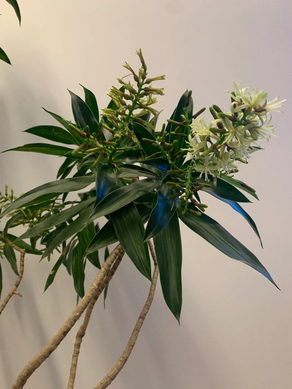 百合竹的花語和象征意義,和諧吉祥的綠色使者