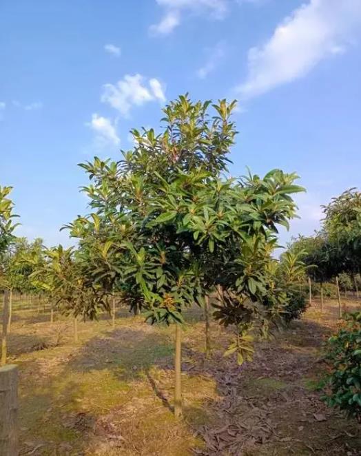 枇杷樹四季生長環境溫度解析,專家指南打造理想種植條件