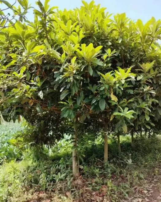 枇杷樹四季生長環境溫度解析,專家指南打造理想種植條件