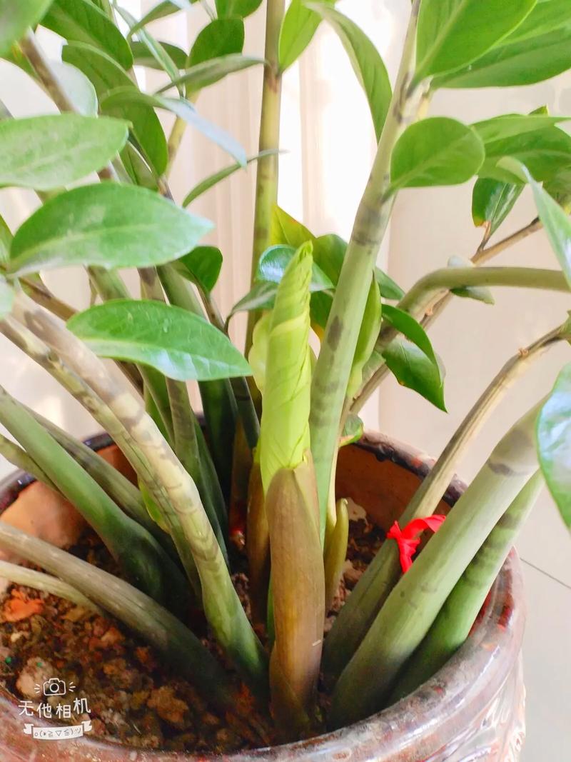 金錢樹是木本還是草本植物，會開花結果嗎