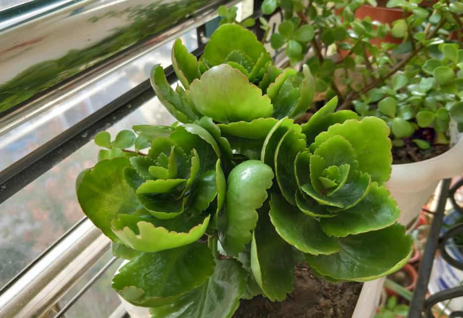 長壽花生長與開花溫度-多少度會停止生長與開花?