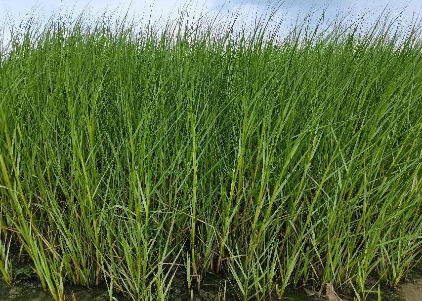 互花米草適應(yīng)性極強(qiáng)的外來入侵植物及其生態(tài)影響