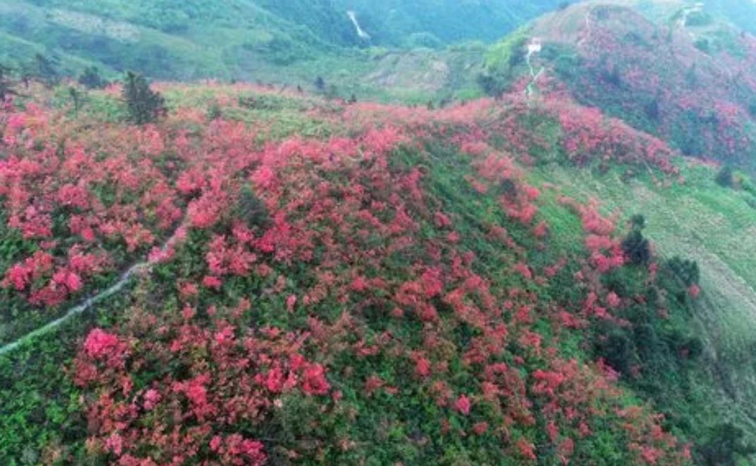 野外杜鵑花生長環境與特點,從高山到河谷多彩之旅