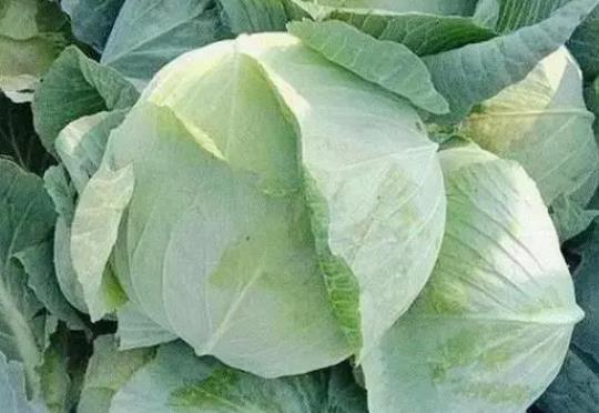 <b>卷心菜2024年9月20日最新價格信息及行情走勢</b>