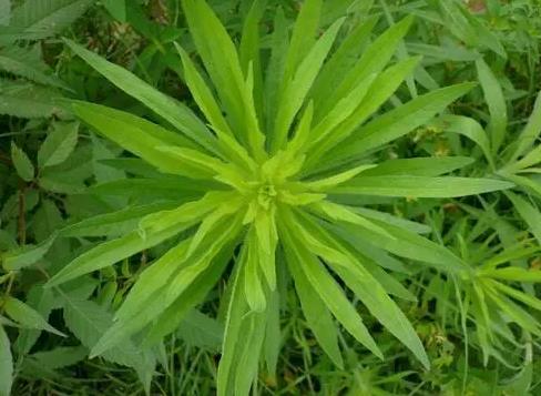 蘇門白酒草的藥用價值及生態(tài)入侵危害