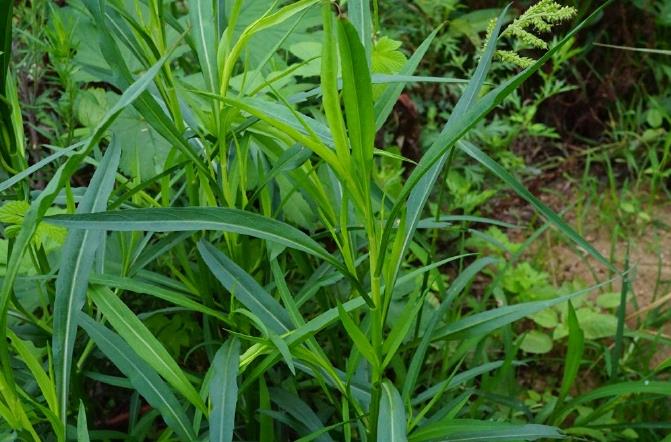 鉆葉紫菀-菊科植物中的‘生態(tài)戰(zhàn)士’與特點價值