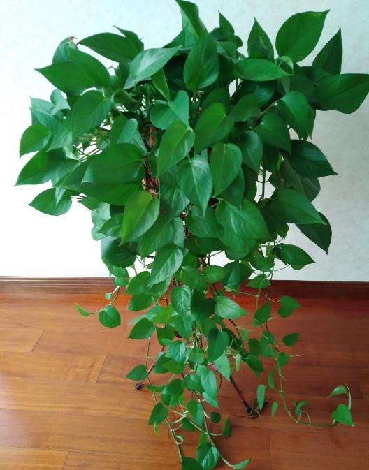 秋季綠蘿還會生長嗎?花卉達人教你綠蘿秋季養護視頻指南